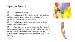 Capa profunda
•  Fascia de Scarpa
•  En la parte inferior del muslo por debajo
del ligamento inguinal se une a la fascia
profunda del muslo: la fascia lata.
•  En la línea media se inserta en la línea
alba y sínfisis del pubis
•  Continua en la parte anterior del periné
insertándose en las ramas isquiopubianas y en el
borde posterior de la membrana del periné,
llamándose fascia perineal superficial (fascia de
Colles).
Capa profunda
Fascia de Scarpa
En la parte inferior del muslo por debajo del
ligamento inguinal se une a la fascia profunda del
muslo: la fascia lata.
En la línea media se inserta en la línea alba y
sínfisis del pubis
Continua en la parte anterior del periné
insertándose en las ramas isquipubianas y en el
borde posterior de la membrana del periné,
llamándose fascia perineal superficial (fascia
de Colles).
Capa profunda
Fascia de Scarpa
En la parte inferior del muslo por debajo del
ligamento inguinal se une a la fascia profunda del
muslo: la fascia lata.
En la línea media se inserta en la línea alba y
sínfisis del pubis
Continua en la parte anterior del periné
insertándose en las ramas isquipubianas y en el
borde posterior de la membrana del periné,
llamándose fascia perineal superficial (fascia
de Colles).
 