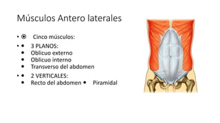 Músculos Antero laterales
•  Cinco músculos:
•  3 PLANOS:
 Oblicuo externo
 Oblicuo interno
 Transverso del abdomen
•  2 VERTICALES:
 Recto del abdomen  Piramidal
Músculos anterolaterales
Cinco músculos:
3 PLANOS:
Oblicuo externo
Oblicuo interno
Transverso del abdomen
2 VERTICALES:
Recto del abdomen
Piramidal
 