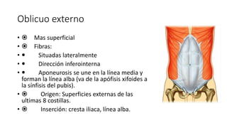 Oblicuo externo
•  Mas superficial
•  Fibras:
•  Situadas lateralmente
•  Dirección inferointerna
•  Aponeurosis se une en la línea media y
forman la línea alba (va de la apófisis xifoides a
la sínfisis del pubis).
•  Origen: Superficies externas de las
ultimas 8 costillas.
•  Inserción: cresta iliaca, línea alba.
Oblicuo externo
Mas superficial
Fibras:
Situadas lateralmente
Dirección inferointerna
Aponeurosis se une en la línea
media y forman la línea alba (va
de la apófisis xifoides a la sínfisis
del pubis).
Origen: Superficies externas de
las ultimas 8 costillas.
Inserción: cresta iliaca, línea
alba.
 