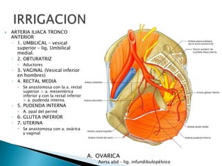  ARTERIA ILIACA TRONCO
ANTERIOR
◦ 1. UMBILICAL – vesical
superior – lig. Umbilical
medial.
◦ 2. OBTURATRIZ
 Aductores
◦ 3. VAGINAL (Vesical inferior
en hombres)
◦ 4. RECTAL MEDIA
 Se anastomosa con la a. rectal
superior > a. mesentérica
inferior y con la rectal inferior
> a. pudenda interna.
◦ 5. PUDENDA INTERNA
 A. ppal del periné
◦ 6. GLUTEA INFERIOR
◦ 7. UTERINA
 Se anastomosa con a. ovárica
y vaginal
A. OVARICA
Aorta abd – lig. infundibulopélvico
 