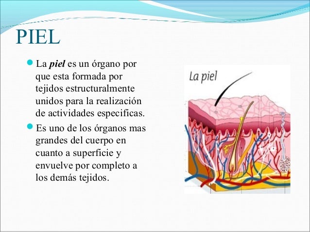 Anatomia de la piel.