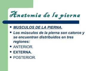 Anatomia de la pierna 
 MUSCULOS DE LA PIERNA. 
 Los músculos de la pierna son catorce y 
se encuentran distribuidos en tres 
regiones: 
 ANTERIOR. 
 EXTERNA. 
 POSTERIOR. 
 