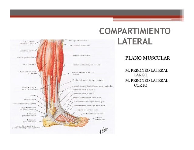 Anatomia de la pierna