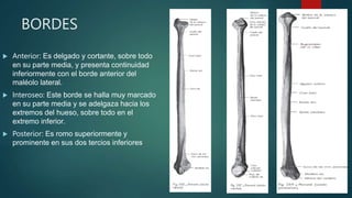 Anatomia de la pierna, osea, musculos.pptx