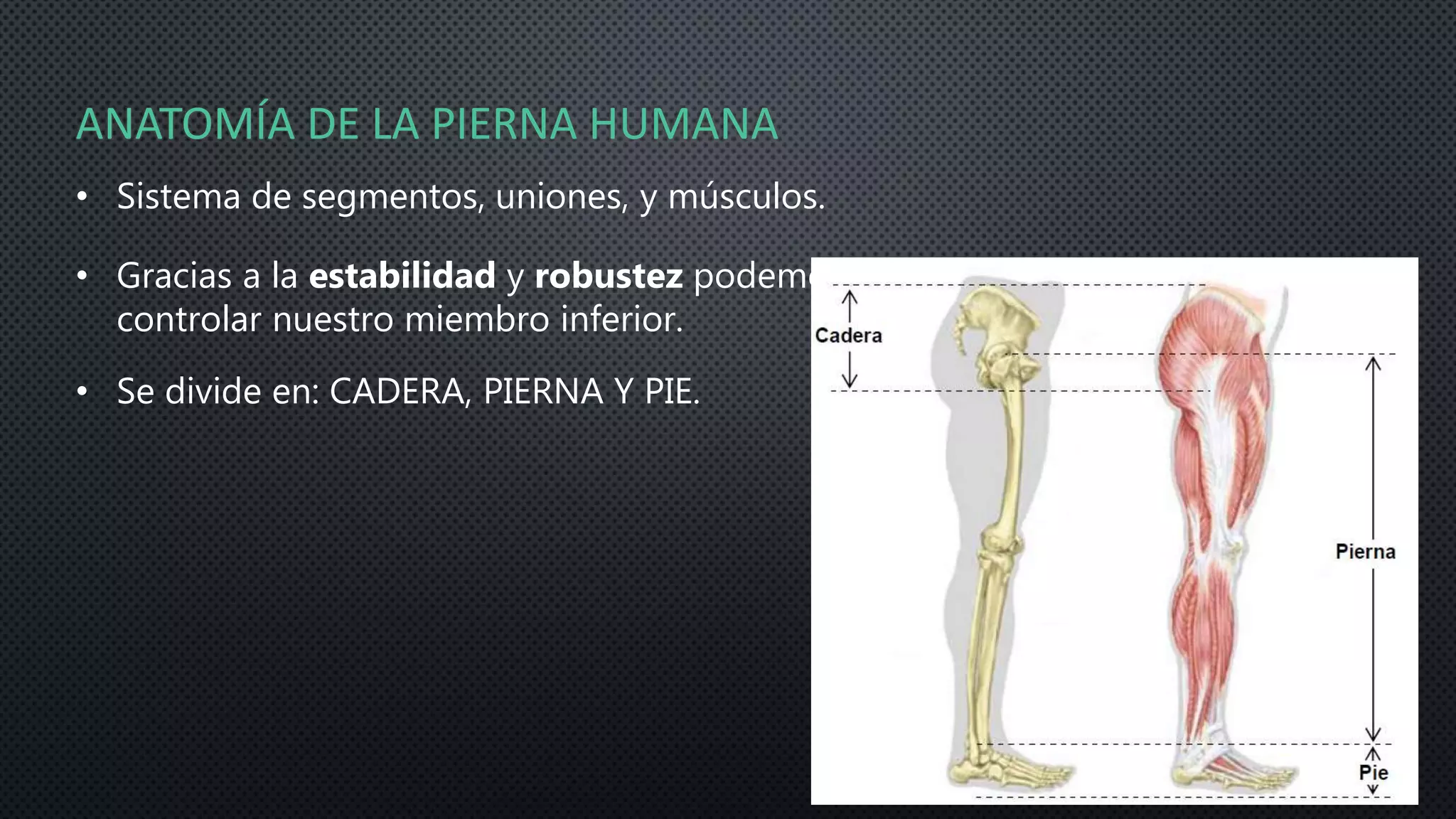 ANATOMIA DE LA PIERNA HUMANA pptx anatomia-de-la-pierna-humana-pptx