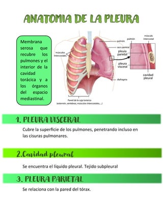 Cubre la superficie de los pulmones, penetrando incluso en
las cisuras pulmonares.
Se encuentra el líquido pleural. Tejido subpleural
Se relaciona con la pared del tórax.
Membrana
serosa que
recubre los
pulmones y el
interior de la
cavidad
torácica y a
los órganos
del espacio
mediastinal.
1. PLEURA VISCERAL
2.Cavidad pleural
3. PLEURA PARIETAL
 