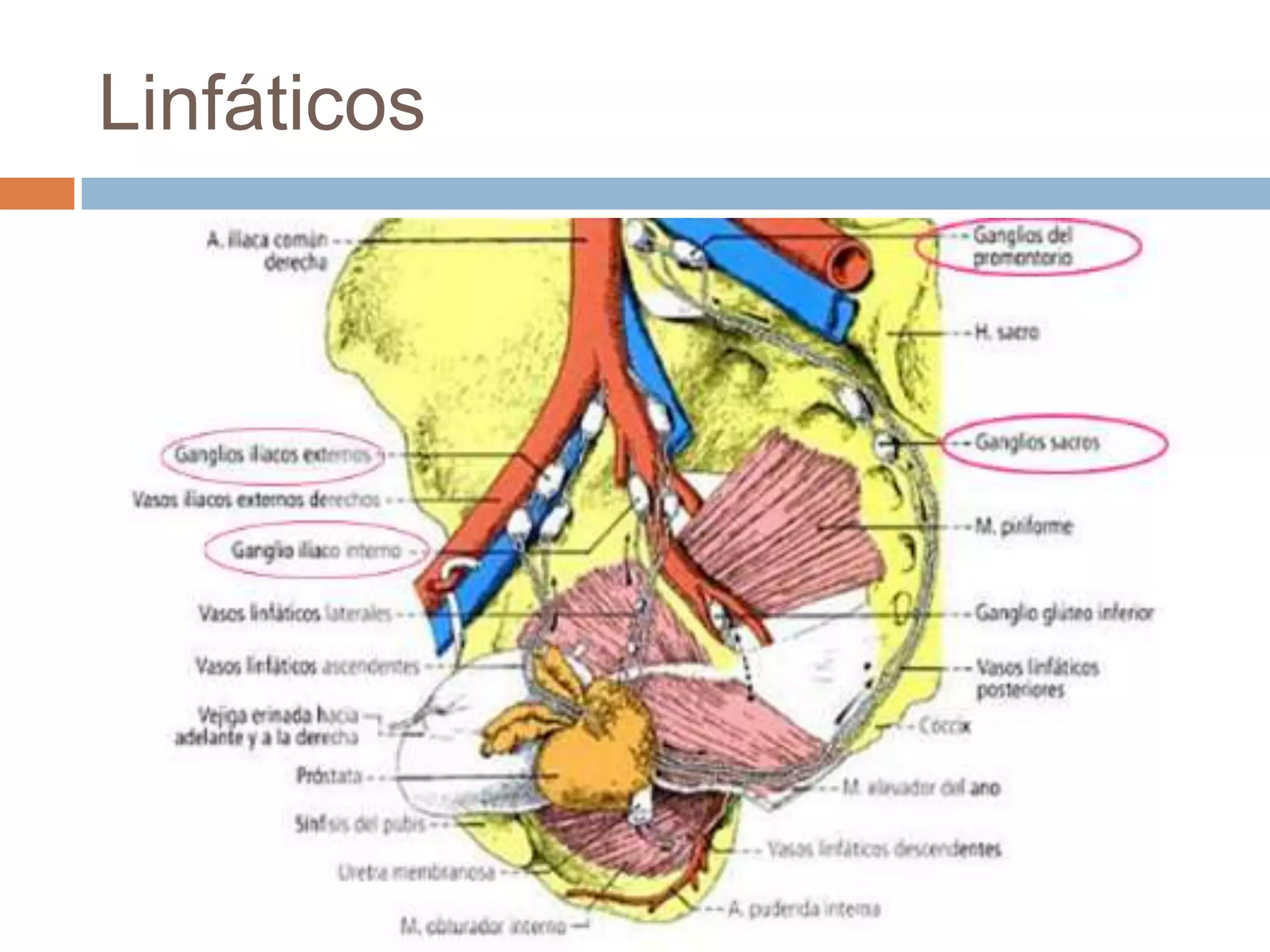 anatomia-de-la-prostata-ppt