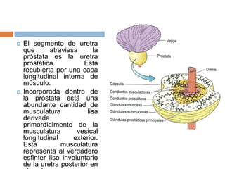  El segmento de uretra
que atraviesa la
próstata es la uretra
prostática. Está
recubierta por una capa
longitudinal interna de
músculo.
 Incorporada dentro de
la próstata está una
abundante cantidad de
musculatura lisa
derivada
primordialmente de la
musculatura vesical
longitudinal exterior.
Esta musculatura
representa al verdadero
esfinter liso involuntario
de la uretra posterior en
 