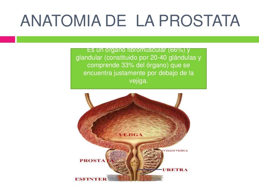Anatomia de la prostata Anatomia de la prostata