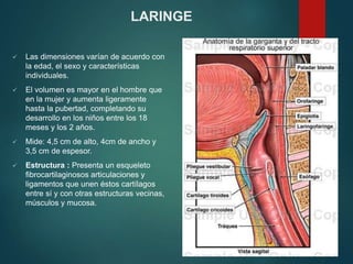  Las dimensiones varían de acuerdo con
la edad, el sexo y características
individuales.
 El volumen es mayor en el hombre que
en la mujer y aumenta ligeramente
hasta la pubertad, completando su
desarrollo en los niños entre los 18
meses y los 2 años.
 Mide: 4,5 cm de alto, 4cm de ancho y
3,5 cm de espesor.
 Estructura : Presenta un esqueleto
fibrocartilaginosos articulaciones y
ligamentos que unen éstos cartílagos
entre sí y con otras estructuras vecinas,
músculos y mucosa.
LARINGE
 