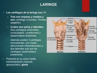  Los cartílagos de la laringe son 11:
 Tres son impares y medios y
son: cartílago Cricoides, Tiroides,
epiglótico
 Cuatro son pares y laterales:
Dos cartílagos aritenoides,
corniculados, cuneiformes y
sesamoideos anteriores.
 Además existen 3 cartílagos
inconstantes; uno medio
denominado interaritenoideo y
dos laterales que son los
cartílagos sesamoideos
posteriores.
 Presenta en su zona media,
estrechamiento músculo
aponeurótico: glotis
LARINGE
 