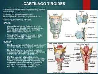 CARTÍLAGO TIROIDES
Situado en el arco del cartílago cricoide y anterior
de la laringe.
Formado por dos láminas laterales
cuadrangulares unidas en su parte anterior.
Se distinguen 2 caras y 4 bordes.
CARAS.-
 Cara anterior; presenta la prominencia
laríngea (nuez de Adán) es lisa excepto de
línea oblicua, se insertan los músculos
tirohioideo y esternotiroideo.
 Cara posterior es lisa, presenta el ángulo
interno del cartílago Tiroides, donde se
insertan las cuerdas vocales.
BORDES.-
 Borde superior: escotadura tiroidea superior,
donde se inserta la membrana Tirohioidea.
 Borde inferior: zona media se inserta la
membrana cricotiroidea. Cuernos inferiores o
menores se articulan en el cricoides.
 Borde posterior o laterales que se
prolongan hacia arriba y abajo denominadas:
astas o cuernos superiores e inferiores. Los
superiores se insertan con los ligamentos
tirohioideos laterales y los inferiores se
articulan con el cartílago cricoides.
 