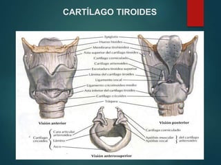 CARTÍLAGO TIROIDES
 