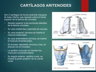 CARTÍLAGOS ARITENOIDES
Son 2 cartílagos de forma pirámide triangular
de base inferior, que reposan sobre el borde
superior de la lámina del cricoides.
 Situado superior a las porciones laterales
de la lámina cricoidea.
 Su cara medial lisa y tapizada de mucosa.
 Su cara posterior cóncava se inserta el
músculo aritenoideo.
 Su cara anterolateral convexa, se inserta
el músculo tiroaritenoideo.
 En la base: depresión cóncava y lisa, se
articula con el cricoides.
 La apófisis muscular se insertan los
músculos cricoaritenoideos.
 Su ángulo anterior: apófisis vocal, se
inserta la parte posterior de la cuerda
vocal.
 