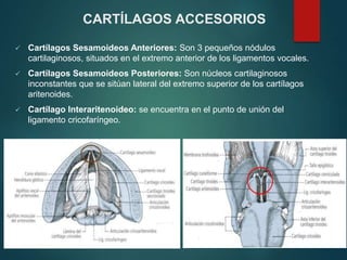  Cartílagos Sesamoideos Anteriores: Son 3 pequeños nódulos
cartilaginosos, situados en el extremo anterior de los ligamentos vocales.
 Cartílagos Sesamoideos Posteriores: Son núcleos cartilaginosos
inconstantes que se sitúan lateral del extremo superior de los cartílagos
aritenoides.
 Cartílago Interaritenoideo: se encuentra en el punto de unión del
ligamento cricofaríngeo.
CARTÍLAGOS ACCESORIOS
 