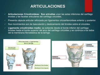 ARTICULACIONES
 Articulaciones Cricotiroideas: Son artrodias unen las astas inferiores del cartílago
tiroides y las facetas articulares del cartílago cricoides.
 Presenta cápsula articular reforzada por ligamentos cricoaritenoideas anterior y posterior.
 Sus movimientos son de basculación y deslizamiento del tiroides sobre el cricoides.
 Ligamento cricotiroideo medio: se extiende desde el borde inferior del cartílago
tiroides hasta el borde superior del arco del cartílago cricoides y se continúa a los lados
del la membrana fibroelástica de la laringe.
 