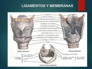 LIGAMENTOS Y MEMBRANAS
 