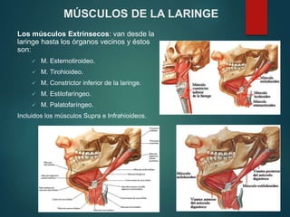 Los músculos Extrínsecos: van desde la
laringe hasta los órganos vecinos y éstos
son:
 M. Esternotiroideo.
 M. Tirohioideo.
 M. Constrictor inferior de la laringe.
 M. Estilofaríngeo.
 M. Palatofaríngeo.
Incluidos los músculos Supra e Infrahioideos.
MÚSCULOS DE LA LARINGE
 