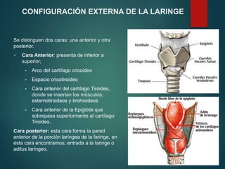 CONFIGURACIÓN EXTERNA DE LA LARINGE
Se distinguen dos caras: una anterior y otra
posterior.
 Cara Anterior: presenta de inferior a
superior;
 Arco del cartílago cricoides
 Espacio cricotiroideo
 Cara anterior del cartílago Tiroides,
donde se insertan los músculos;
esternotiroideos y tirohioideos
 Cara anterior de la Epiglotis que
sobrepasa superiormente al cartílago
Tiroides.
Cara posterior: esta cara forma la pared
anterior de la porción laríngea de la faringe, en
ésta cara encontramos; entrada a la laringe o
aditus laríngeo.
 