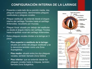  Presenta a cada lado de su porción media, dos
pliegues superpuestos, denominados pliegues
vestibulares y pliegues vocales.
 Pliegue vestibular: se extiende desde el ángulo
interno del cartílago Toroides hasta el cartílago
Aritenoides, recubierto por mucosa.
 Pliegue Vocal: situado por debajo del vestibular,
va desde el ángulo interno del cartílago Tiroides
hasta la apófisis vocal del cartílago Aritenoides.
 Éstos pliegues vocales dividen a la laringe en 3
pisos:
 Piso superior o vestíbulo de la laringe:
situado por arriba del pliegue vestibular y se
lo denomina también como una Zona
Supraglótica.
 Piso medio: situado entre los dos pliegues
vocales, también llamado Zona Glótica
 Piso inferior: que se extiende desde los
pliegues vocales hasta la tráquea, también
llamada Zona Subglótica.
CONFIGURACIÓN INTERNA DE LA LARINGE
 