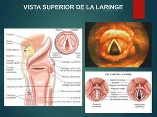 VISTA SUPERIOR DE LA LARINGE
 