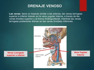 DRENAJE VENOSO
Las venas: tiene un trayecto similar a las arterias, las venas laríngeas
superior e inferior drenan en la vena yugular interna, a través de las
venas tiroidea superior y el tronco tirolinguofacial, mientras las venas
laríngeas posteriores drenan en las venas tiroideas inferiores.
Vena Yugular
Interna
Venas Laríngeas
superior e inferior
 