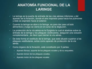  La laringe es la puerta de entrada de las vías aéreas inferiores y del
aparato de la fonación, donde el aire inspirado pasa hacia los pulmones
y éste es espirado hacia el exterior.
 Cuando la laringe se abre a la faringe, es para dar paso al bolo
alimenticio y luego se cierra en el curso de la deglución.
 La protección de la vía aérea es la Epiglotis la cual al abatirse sobre la
entrada de la laringe y los pliegues vestibulares, aseguran una oclusión
complementaria , es decir que cierran la vía aérea.
 De ésta forma el vestíbulo de la laringe, que está situado superior a los
pliegues vestibulares, actúa como aparato de protección de la vía
aérea.
 Como órgano de la fonación, está constituido por 3 partes:
 Aparato fibroso, soporte de los pliegues vocales y de su esqueleto.
 Aparato tensor de los pliegues vocales.
 Aparato motor de los pliegues vocales
ANATOMÍA FUNCIONAL DE LA
LARINGE
 