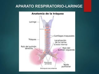 APARATO RESPIRATORIO-LARINGE
 