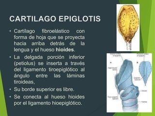 • Cartílago fibroelástico con
forma de hoja que se proyecta
hacia arriba detrás de la
lengua y el hueso hioides.
• La delgada porción inferior
(petiolus) se inserta a través
del ligamento tiroepiglótico al
ángulo entre las láminas
tiroideas,
• Su borde superior es libre.
• Se conecta al hueso hioides
por el ligamento hioepiglótico.
 