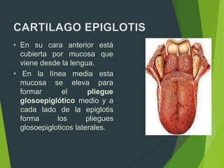 • En su
cubierta
cara anterior está
por mucosa que
viene desde la lengua.
• En la esta
para
mucosa
formar
línea media
se eleva
el pliegue
glosoepiglótico medio y a
forma los
cada lado de la epiglotis
pliegues
glosoepigloticos laterales.
 