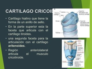 • Cartílago hialino que tiene la
forma de un anillo de sello.
• En la parte superior esta la
faceta que articula con el
cartílago tiroides.
• una segunda faceta para la
articulación con el cartílago
aritenoides.
• Región anteriolateral
articula el musculo
cricotiroide.
 