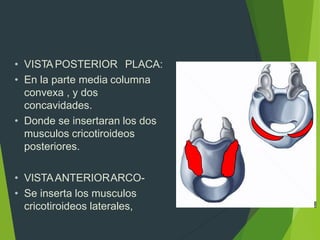 • VISTA POSTERIOR PLACA:
• En la parte media columna
convexa , y dos
concavidades.
• Donde se insertaran los dos
musculos cricotiroideos
posteriores.
• VISTAANTERIORARCO-
• Se inserta los musculos
cricotiroideos laterales,
 