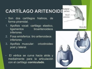 • Son dos cartílagos hialinos, de
forma piramidal.
1. Apofisis vocal: cartilago elastico,
ligamentos tiroaritenoideos
inferiores
2. Fosa emisferica: tiro aritenoideos
inferiores
3. Apofisis muscular: cricotiroideo
post y lateral.
• El vértice se curva hacia atrás y
medialmente para la articulación
con el cartílago corniculado.
 
