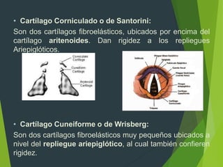 • Cartílago Corniculado o de Santorini:
Son dos cartílagos fibroelásticos, ubicados por encima del
cartílago aritenoides. Dan rigidez a los repliegues
Ariepiglóticos.
• Cartílago Cuneiforme o de Wrisberg:
Son dos cartílagos fibroelásticos muy pequeños ubicados a
nivel del repliegue ariepiglótico, al cual también confieren
rigidez.
 