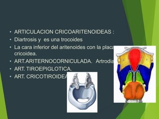 • ARTICULACION CRICOARITENOIDEAS :
• Diartrosis y es una trocoides
• La cara inferior del aritenoides con la placa
cricoidea.
• ART.ARITERNOCORNICULADA. Artrodia.
• ART. TIROEPIGLOTICA.
• ART. CRICOTIROIDEA
 