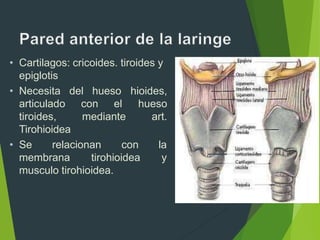 • Cartilagos: cricoides. tiroides y
epiglotis
del hueso
con el
• Necesita
articulado
tiroides, mediante
hioides,
hueso
art.
Tirohioidea
• Se relacionan con la
membrana tirohioidea y
musculo tirohioidea.
 