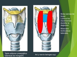 Bolsa serosa de
boyer:
Lubrica los
movimientos
durante la
deglución
Músculos
tirohioideos
laterales,
Tejido adiposo preepigltico
Glandula de morgadni.
Art y nervio laringeo sup.
 