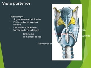 Articulacion cricotiroideo
Formado por :
- Angulo entrante del tiroides
- Parte medial de la placa
tiroidea
- Las partes la terales no
forman parte de la laringe
Ligamento
corniculocricoideo Art. cricoaritenoide
Ligamento
tiroepiglotico
 