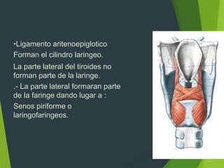 •Ligamento aritenoepiglotico
Forman el cilindro laringeo.
La parte lateral del tiroides no
forman parte de la laringe.
.- La parte lateral formaran parte
de la faringe dando lugar a :
Senos piriforme o
laringofaringeos.
 