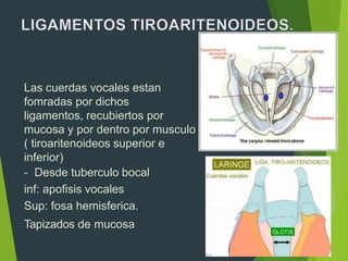 Las cuerdas vocales estan
fomradas por dichos
ligamentos, recubiertos por
mucosa y por dentro por musculo
( tiroaritenoideos superior e
inferior)
- Desde tuberculo bocal
inf: apofisis vocales
Sup: fosa hemisferica.
Tapizados de mucosa
 