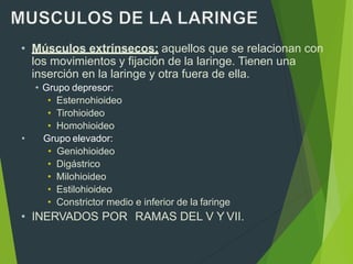 • Músculos extrínsecos: aquellos que se relacionan con
los movimientos y fijación de la laringe. Tienen una
inserción en la laringe y otra fuera de ella.
• Grupo depresor:
• Esternohioideo
• Tirohioideo
• Homohioideo
• Grupo elevador:
• Geniohioideo
• Digástrico
• Milohioideo
• Estilohioideo
• Constrictor medio e inferior de la faringe
• INERVADOS POR RAMAS DEL V Y VII.
 