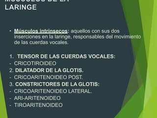 • Músculos intrínsecos: aquellos con sus dos
inserciones en la laringe, responsables del movimiento
de las cuerdas vocales.
1. TENSOR DE LAS CUERDAS VOCALES:
- CRICOTIROIDEO
2. DILATADOR DE LA GLOTIS.
- CRICOARITENOIDEO POST.
3. CONSTRICTORES DE LA GLOTIS:
- CRICOARITENOIDEO LATERAL.
- ARI-ARITENOIDEO
- TIROARITENOIDEO
 