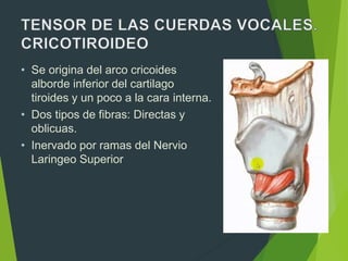 • Se origina del arco cricoides
alborde inferior del cartilago
tiroides y un poco a la cara interna.
• Dos tipos de fibras: Directas y
oblicuas.
• Inervado por ramas del Nervio
Laringeo Superior
 