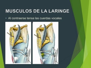 • Al contraerse tensa las cuerdas vocales
 
