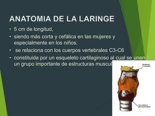 • 5 cm de longitud,
• siendo más corta y cefálica en las mujeres y
especialmente en los niños.
• se relaciona con los cuerpos vertebrales C3-C6
• constituida por un esqueleto cartilaginoso al cual se unen
un grupo importante de estructuras musculares
 