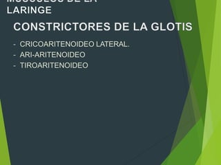 - CRICOARITENOIDEO LATERAL.
- ARI-ARITENOIDEO
- TIROARITENOIDEO
 