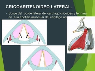 • Surge del borde lateral del cartílago cricoides y termina
en a la apofisis muscular del cartilago aritenoides.
•
 