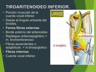 • Porción muscular de la
cuerda vocal inferior.
• Desde el Angulo entrante del
tiroides.
• Forma fibras externas:
• Borde externo del aritenoides
- Repliegue aritenoepiglotico =
m. tiromembranoso-
- Fibras ascendentes o
epigloticas = m.tiroepiglotico
• Fibras internas:
• Cuerda vocal inferior.
 