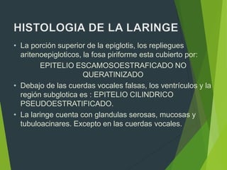 • La porción superior de la epiglotis, los repliegues
aritenoepigloticos, la fosa piriforme esta cubierto por:
EPITELIO ESCAMOSOESTRAFICADO NO
QUERATINIZADO
• Debajo de las cuerdas vocales falsas, los ventrículos y la
región subglotica es : EPITELIO CILINDRICO
PSEUDOESTRATIFICADO.
• La laringe cuenta con glandulas serosas, mucosas y
tubuloacinares. Excepto en las cuerdas vocales.
 