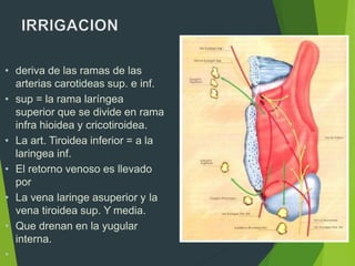 • deriva de las ramas de las
arterias carotideas sup. e inf.
• sup = la rama laríngea
superior que se divide en rama
infra hioidea y cricotiroidea.
• La art. Tiroidea inferior = a la
laringea inf.
• El retorno venoso es llevado
por
• La vena laringe asuperior y la
vena tiroidea sup. Y media.
• Que drenan en la yugular
interna.
•
 